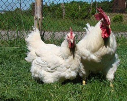 Caractéristiques et description des poulets de la race Hercule, règles d'entretien
