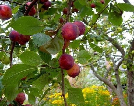 Description et caractéristiques de la variété de prune Etude, pollinisateurs et culture