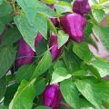 Descrizione delle varietà di peperone Big Papa, Star of the East, Purple Bell, Blot, Purple