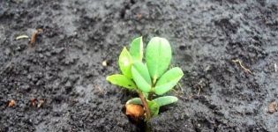 Spôsoby pestovania arašidov na otvorenom poli, vhodné odrody a pravidlá starostlivosti