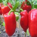 Egenskaper och beskrivning av paprika från sorten Podarok Moldova
