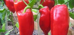 Vlastnosti a opis papriky odrody Podarok Moldavsko