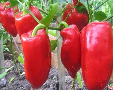 Vlastnosti a opis papriky odrody Podarok Moldavsko