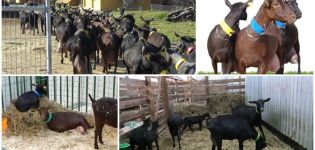 Description and characteristics of goats of the Spanish breed Murciano Granadina, care