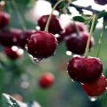The best varieties of self-fertile and undersized cherries for the Moscow region, planting and care