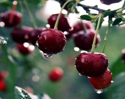 The best varieties of self-fertile and undersized cherries for the Moscow region, planting and care