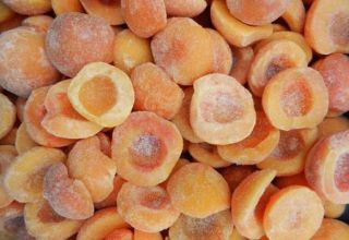 Hur man fryser aprikoser på vintern färskt i kylskåpet och är det möjligt