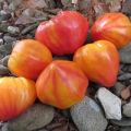 Beskrivning av tomatsorten Orange Russian och dess egenskaper