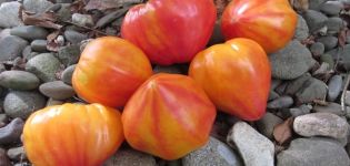Pomidorų veislės „Orange Russian“ aprašymas ir jo savybės