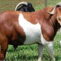 Quale razza di capre può produrre il latte più inodore, le 15 specie TOP