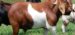 Welche Ziegenrasse kann die geruchloseste Milch produzieren, TOP 15 Arten