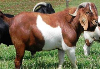 ¿Qué raza de cabras puede producir la leche más inodoro, TOP 15 especies