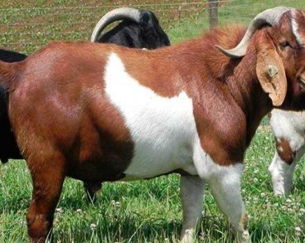 Jaka rasa kóz może wyprodukować najbardziej bezwonne mleko, TOP 15 gatunków