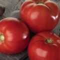 Bella Rosa -tomaattilajikkeen ominaisuudet ja kuvaus, sato