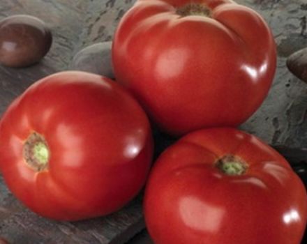 Pomidorų veislės „Bella Rosa“ charakteristikos ir aprašymas, derlius