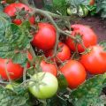 Opis odrody rajčiaka Domáce zviera, jeho vlastnosti a produktivita