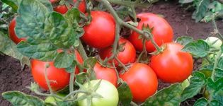 Beskrivning av tomatsorten Landsdjur, dess egenskaper och produktivitet