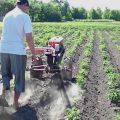 Hur man planterar och bearbetar potatis ordentligt med en bakomgående traktor