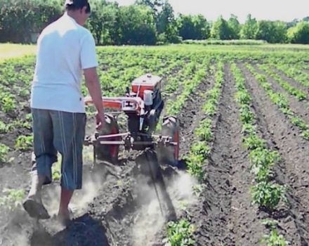 Hur man planterar och bearbetar potatis ordentligt med en bakomgående traktor