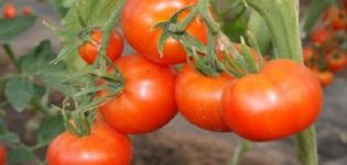 Beschrijving en kenmerken van het tomatenras Early 83