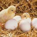 Wie man ein Huhn aus einem Ei zu Hause züchtet, wenn es besser ist zu schlüpfen und Regeln für die Pflege