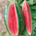 Beskrivning och egenskaper hos vattenmelonsorten Pekingglädje, sorter och odlingsförhållanden