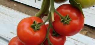 Beschreibung der Tomatensorte Micah, ihrer Eigenschaften und ihres Ertrags