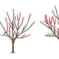 Cherry-beskärningsschema och trädbildning, när är det bättre och hur man gör det rätt