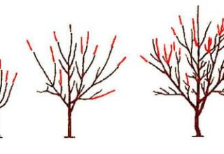 Schéma orezávania čerešní a tvorba stromov, kedy je to lepšie a ako to urobiť správne