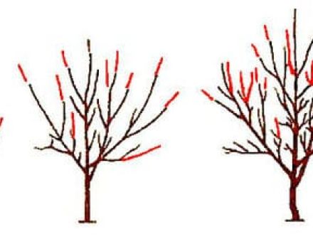 A cseresznyemetszés és a fák kialakulása, mikor jobb és hogyan lehet ezt helyesen elvégezni
