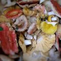 TOP 12 recipes for cooking salted russula cold and hot for the winter