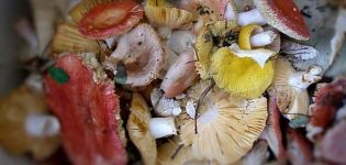 TOP 12 recipes for cooking salted russula cold and hot for the winter