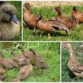 Опис и карактеристике патки Кхаки Цампбелл, правила узгоја