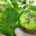 Tecken och behandling av skurv på ett äppelträd, hur man ska hantera droger och folkrättsmedel
