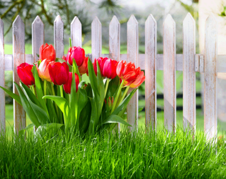 Hogyan és mikor kell átültetni a tulipánokat ősszel egyik helyről a másikra