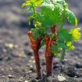 Jaký druh půdy je potřebný pro výsadbu hroznů, výběr toho nejlepšího a jak nakrmit půdu