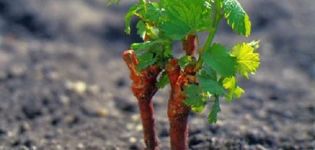 Koks dirvožemis reikalingas vynuogėms sodinti, geriausias pasirinkimas ir kaip maitinti dirvą