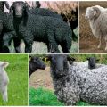 Opis plemien a odrôd oviec, ktoré sa majú zvoliť na chov
