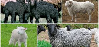 Beschrijving en kenmerken van Karakul-schapen, fokregels