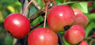 Опис карактеристика зрења и плодовања украсне јабуке Ола