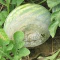 Sådan behandles vandmeloner fra sygdomme og skadedyr derhjemme til deres behandling
