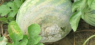 Kako liječiti lubenice od bolesti i štetočina kod kuće za njihovo liječenje