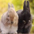 Vad äter inhemska kaniner, typer av mat och regler för utfodring för nybörjare