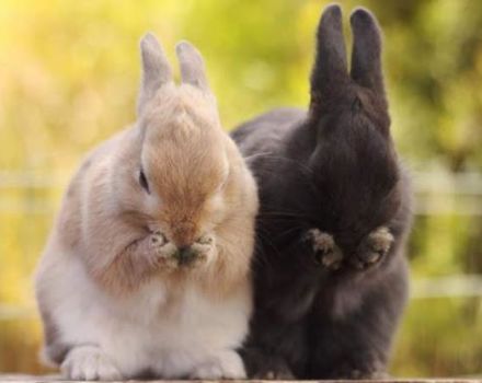 Hvad skal man gøre, hvis din kanin ikke spiser eller drikker, og hvordan man undgår almindelige problemer
