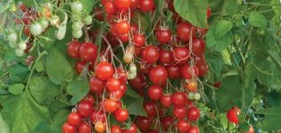 Ampelo pomidorų veislės krioklys aprašymas, jo auginimas ir priežiūra