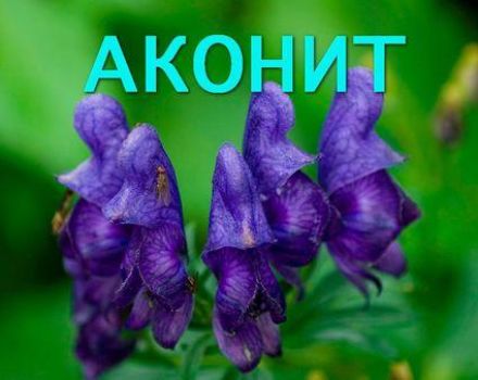 Léčivé vlastnosti a kontraindikace byliny Aconite, jak správně sbírat a uchovávat