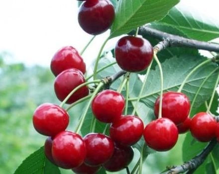 Descrizione della varietà di ciliegia Volochaevka, caratteristiche dell'albero, regole di semina e cura