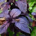 Useful properties and contraindications of purple basil for the body, its use and varieties