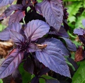 Useful properties and contraindications of purple basil for the body, its use and varieties