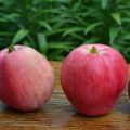 Detailed description and characteristics of the apple variety Nastenka
